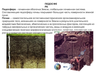 Педосфера. Свойства педосферы