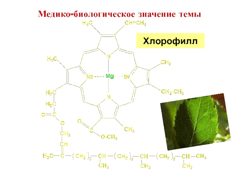 Возбуждение молекул хлорофилла