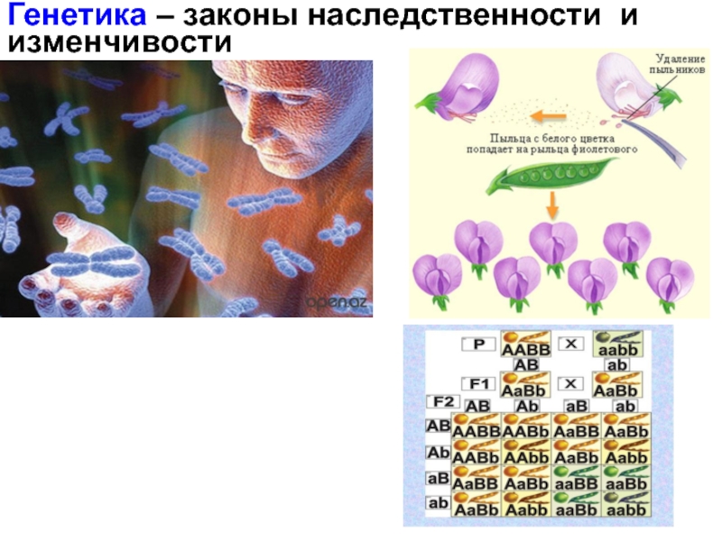 Генетика наследственность и изменчивость картинки