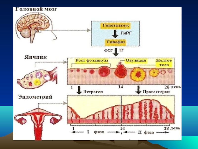 Эндометрий схема. Регуляция менструационного цикла схема 5 уровней. Схема нейрогуморальной регуляции менструального цикла. Гормональная регуляция менструального цикла. Механизм гормональной регуляции менструационного цикла.