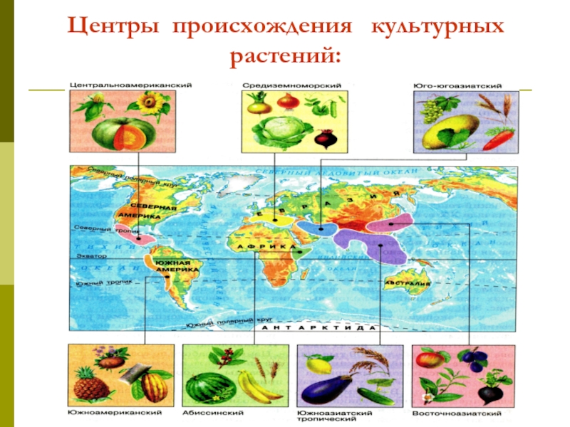 Центр происхождения культурных растений таблица по биологии