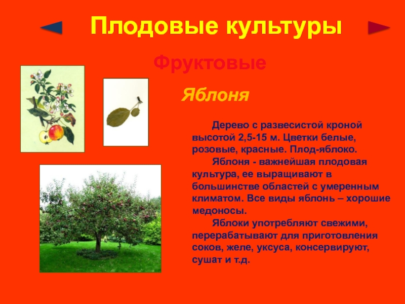 Значение плодовых. Культурное растение яблоня. Плодовые культуры 3 класс окружающий мир. Культурные и дикорастущие растения 3 класс. Яблоня виды деревьев.