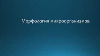 Морфология микроорганизмов