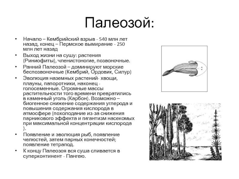 Ранний палеозой презентация