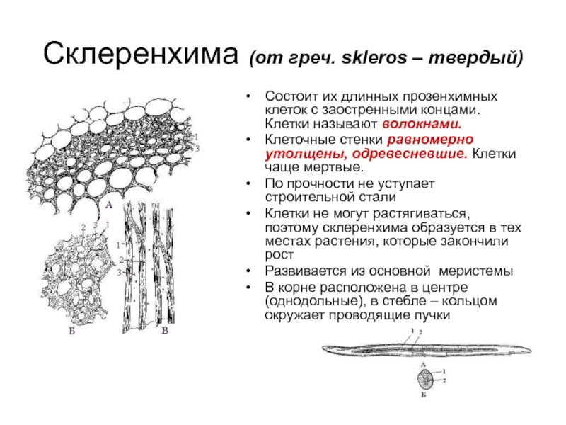 Склеренхима (от греч. skleros – твердый)Состоит их длинных прозенхимных клеток с