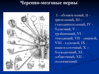 Черепно-мозговые нервы и их поражение