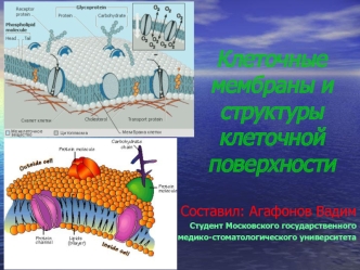 Клеточные мембраны и структуры клеточной поверхности