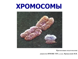 Хромосомы. Строение хромосомы. Центромера и хроматида