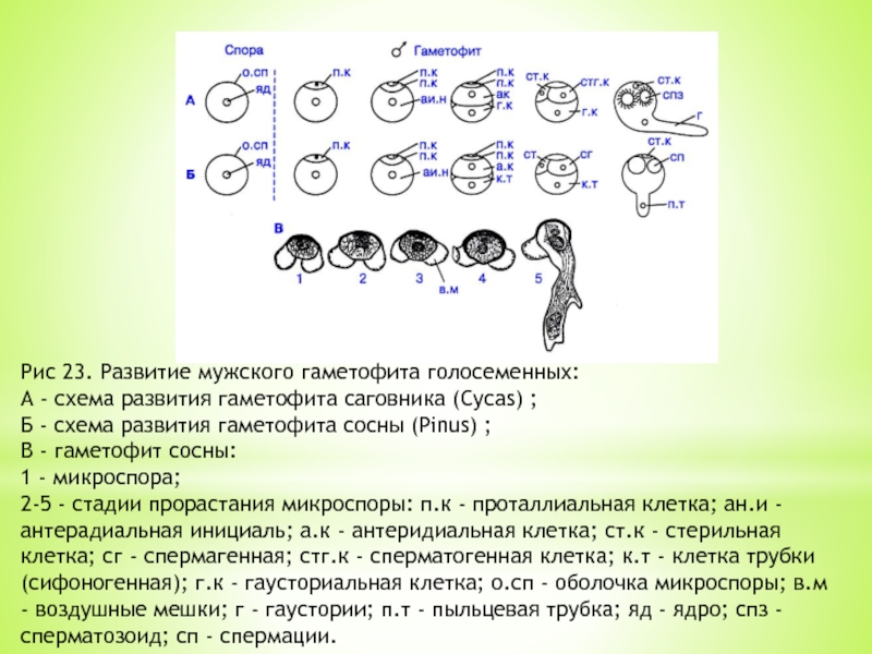 Мужской гаметофит схема