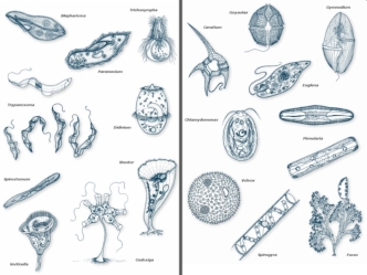 Протиста (только жгутиковые)