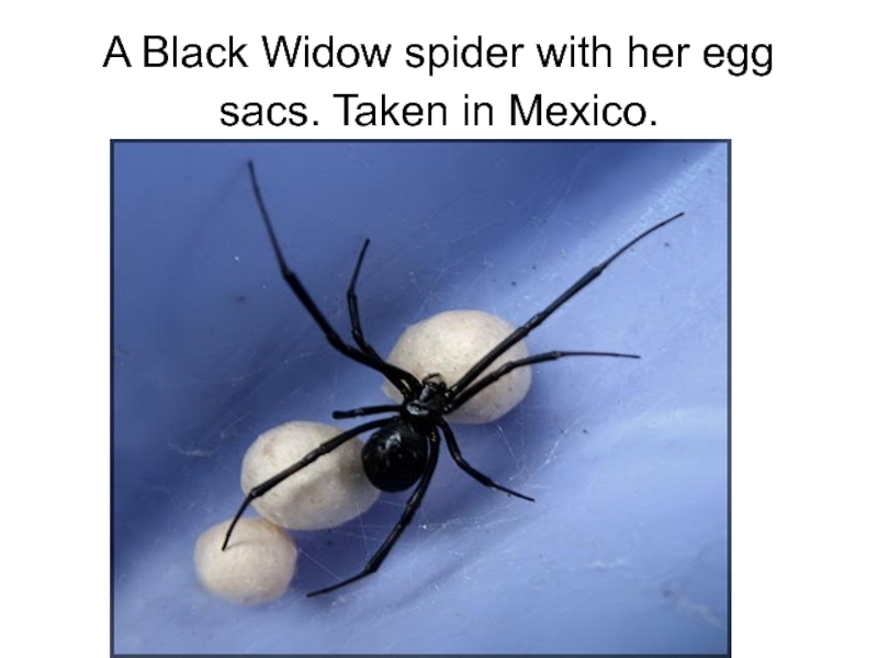 Доклад: Black widow