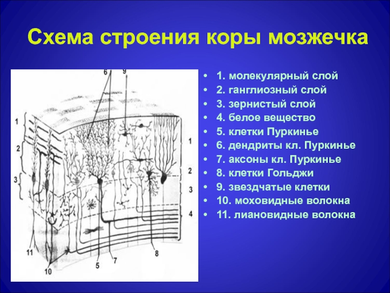 Какого строение коры