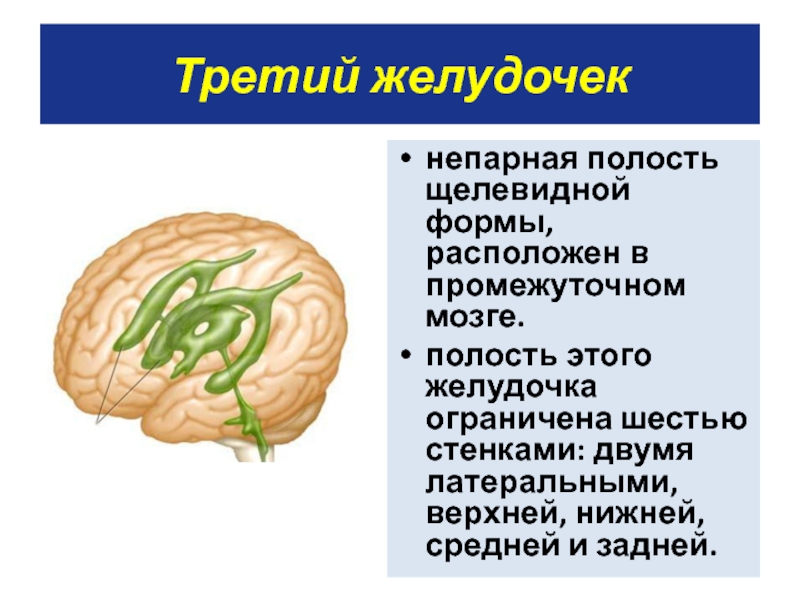 Полости мозга заполнены. Физиология конечного мозга. Третий делудочек это поолсть созга. Третий желудочек. Полость 3 желудочка.