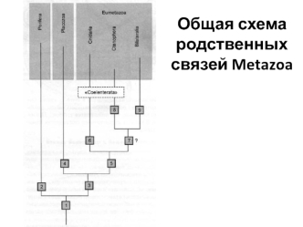 Общая схема родственных связей Metazoa