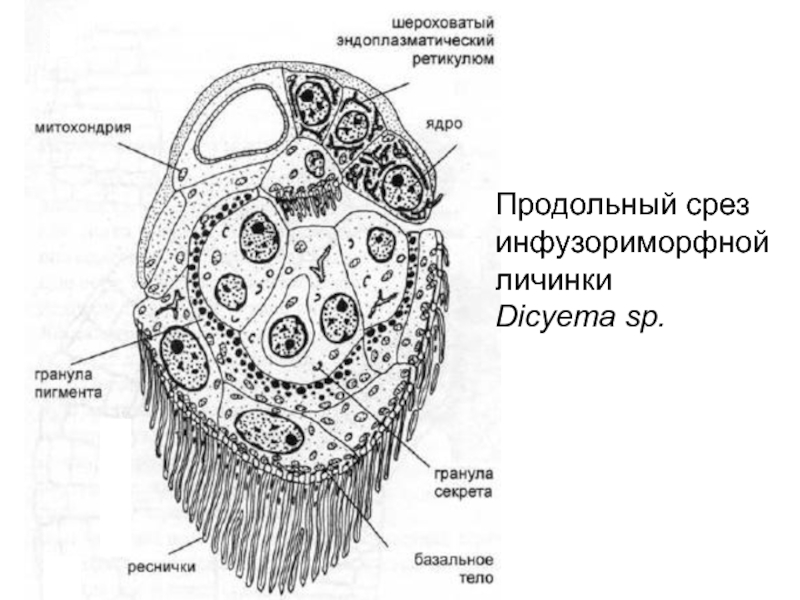 Продольный срез. Dugesia продольный срез. Procerodes SP продольный срез. Продольный срез рыбы.