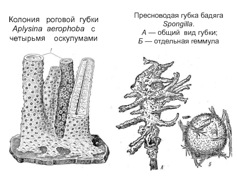 Зарисуйте схему строения губки подпишите основные части опишите особенности внешнего строения губки