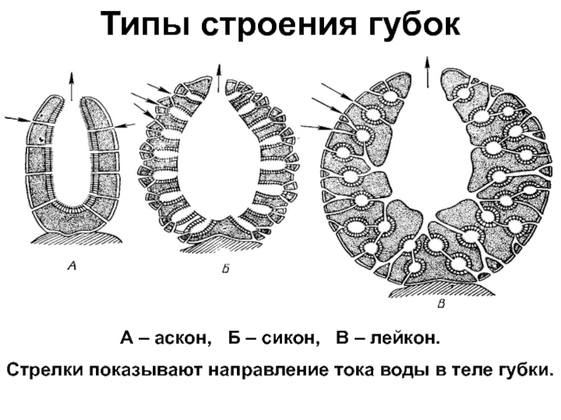 Какие типы строения. Поперечный срез губки Сикон. Губка Сикон. Схема строения губки. Внутреннее строение губки.