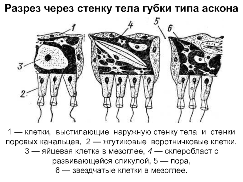 Мускулистый вырост брюшной стенки тела моллюски образует