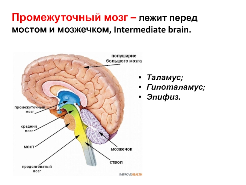 Средний и промежуточный мозг строение. Отделы головного мозга таламус и гипоталамус. Строение отдела головного мозга промежуточный мозг. Гипофиз эпифиз таламус. Промежуточный мозг таламус гипоталамус.