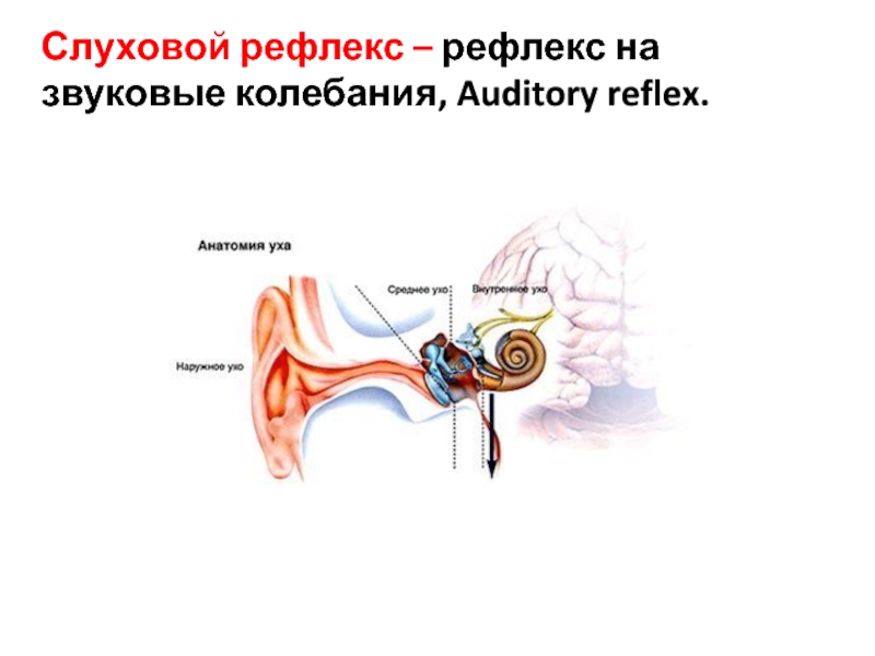 Зрительный и слуховой ориентировочный рефлекс
