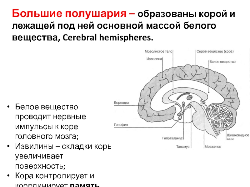 Белое вещество мозга образованная