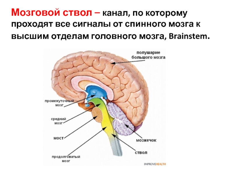 Ствол мозга образуют. Ствол мозга отделы строение. Строение ствола головного мозга и его функции. Структуры, составляющие ствол мозга.. Ствол мозга, отделы, их структуры и функции.