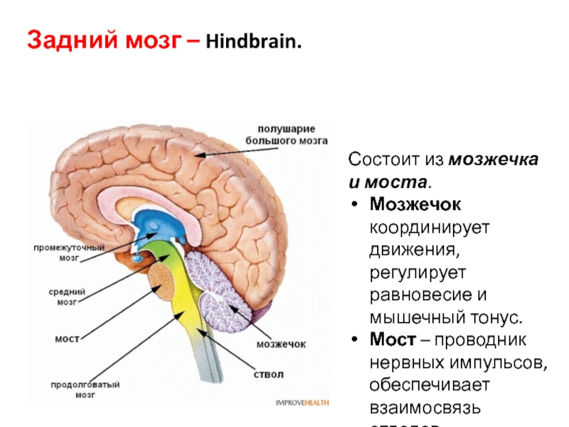 В задний мозг входит мозжечок. Задний мозг мост и мозжечок строение и функции. Головной мозг строение мозжечок мост. Задний мозг строение и функции анатомия. Строение и функции головного мозга отделы задний мозг.