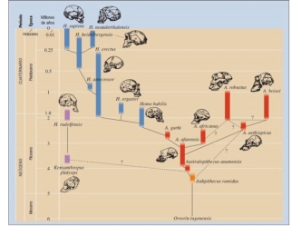 The stages of anthropogenesis