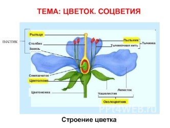 Цветок. Соцветия