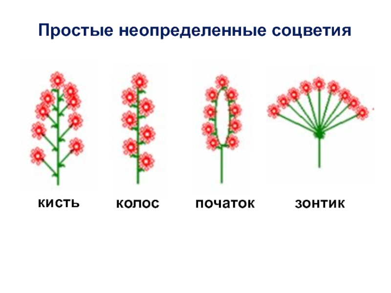 Рисунок простого соцветия