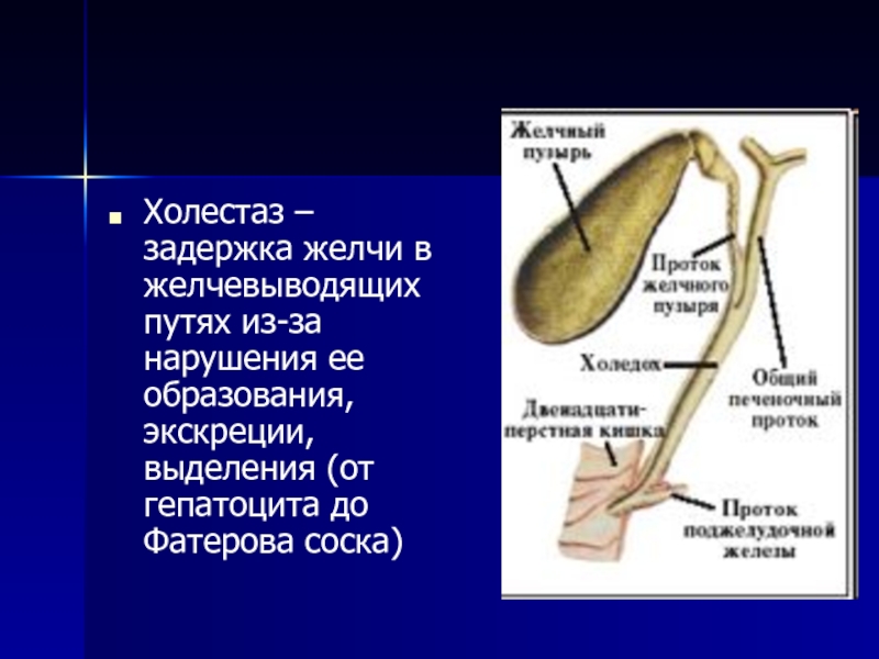 Отток желчи схема