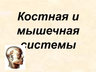 Костная и мышечная системы. Скелет головы