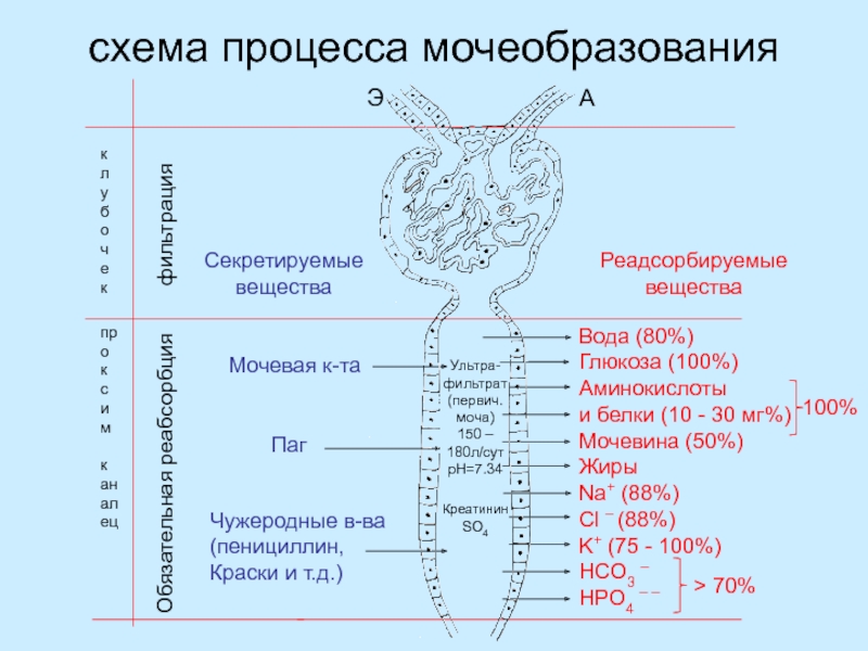 Регуляция мочеобразования схема