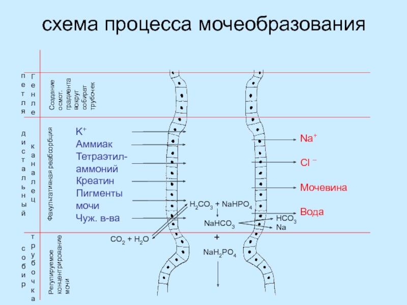 Механизм мочеобразования схема