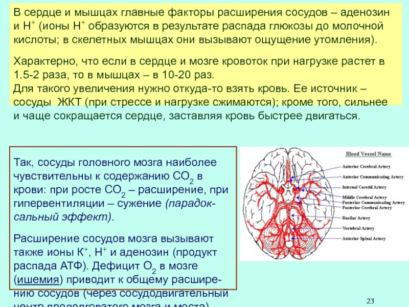 Сердце сосуды мозг. Расширение сосудов головного. Что расширяет сосуды головного мозга. Факторы расширения сосудов.