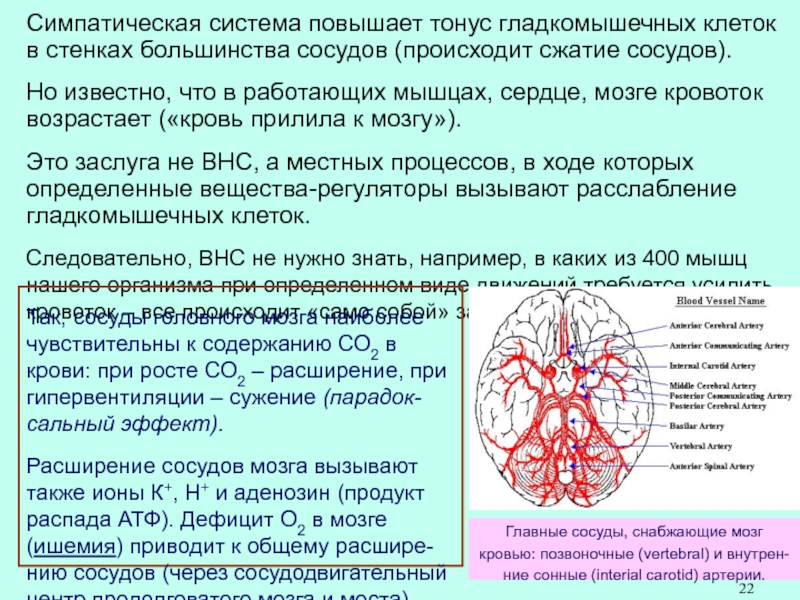 Артерии головного мозга симптомы. Сосудисто вегетативная дистония головного мозга. Расширение артерии в мозгу. Симптомы дистонии сосудов головного мозга. Сужение артерий головного мозга.