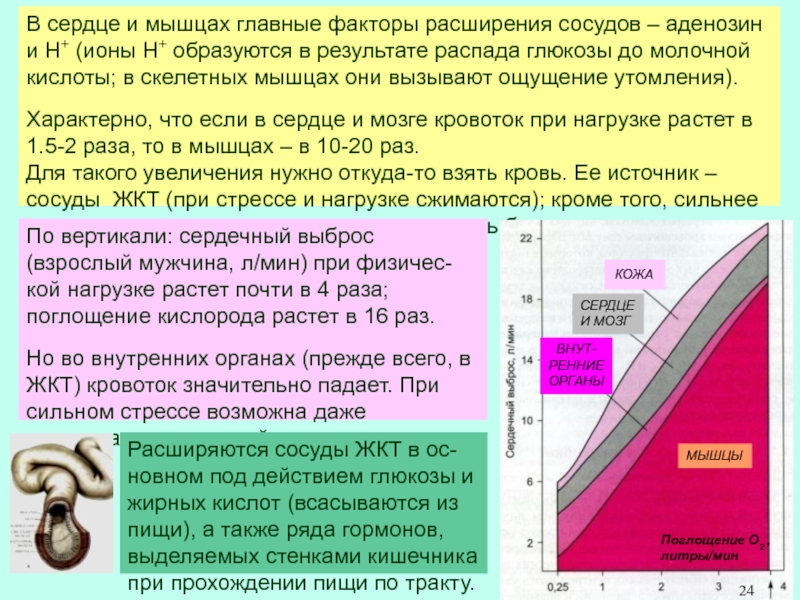 Фактор расширения. Факторы расширения сосудов. Факторы расширяющие сосуды. Ионы в мышцах. Для нормальной работы скелетных мышц необходимы ионы.