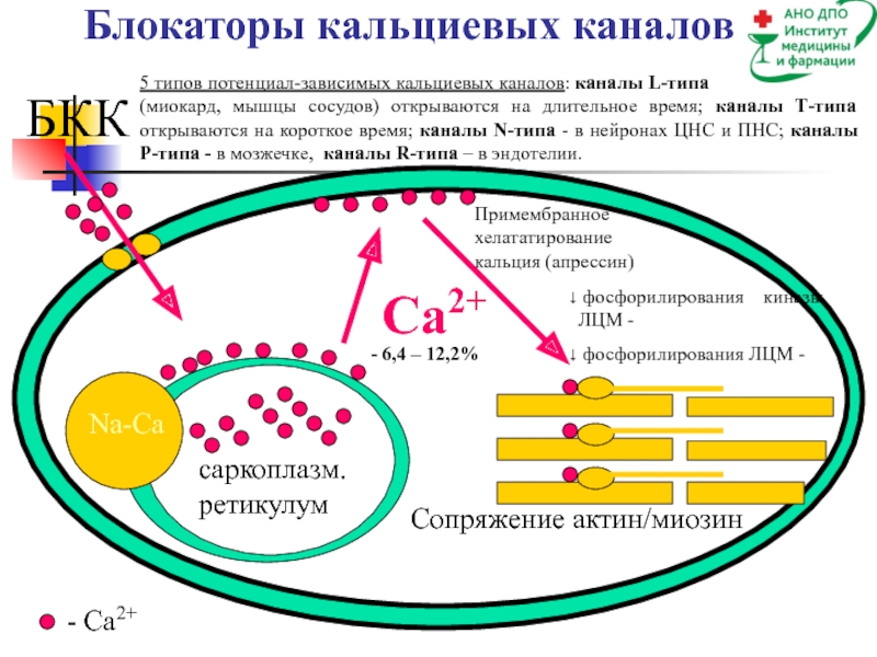 Блокаторы кальциевых каналов