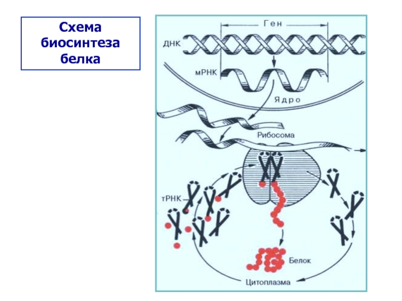 Синтез белков днк. Схема биосинтеза белка ДНК. Синтеза белка ДНК схема. Биосинтез белка схема. Синтез белка на МРНК.