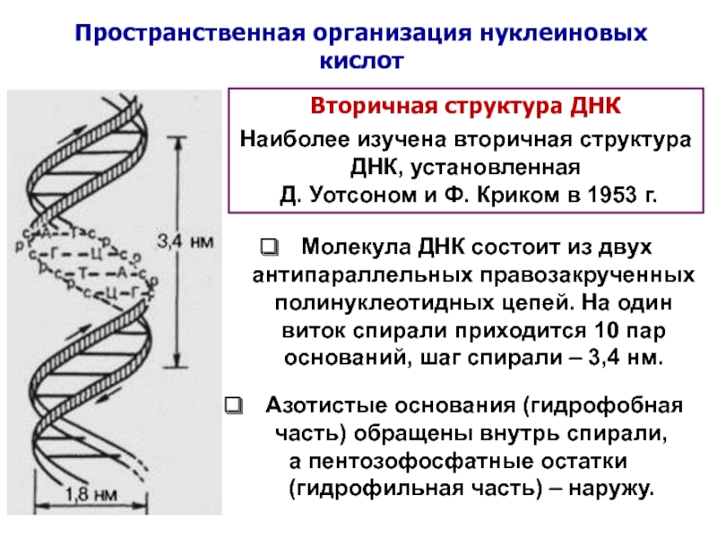 Схема первичной структуры днк