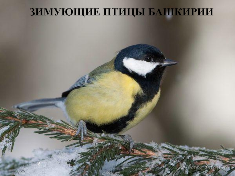 Птицы Зимующие В Татарстане Фото И Названия