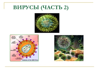 Вирусы (часть 2)