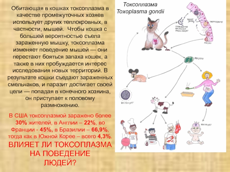 Промежуточный хозяин токсоплазмы. Токсоплазма промежуточные хозяева. Промежуточный хозяин и постоянный токсоплазма. Влияние освещения на поведение грызунов. Поведение мышей.