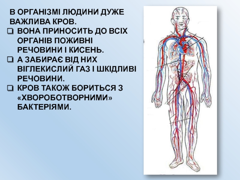 Реферат: Кров та кровоносна система