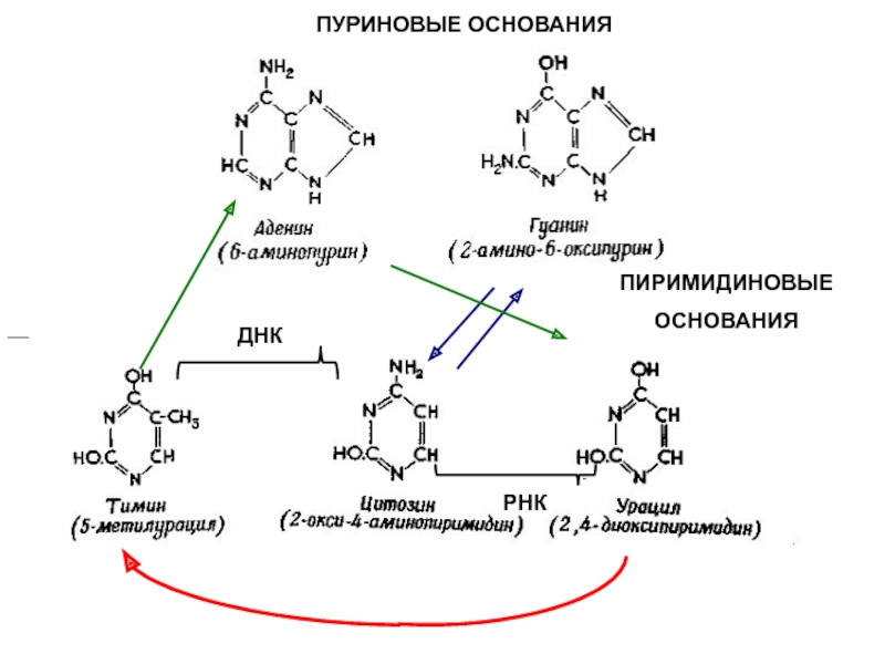 Синтез пуриновых оснований схема