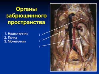 Органы забрюшинного пространства