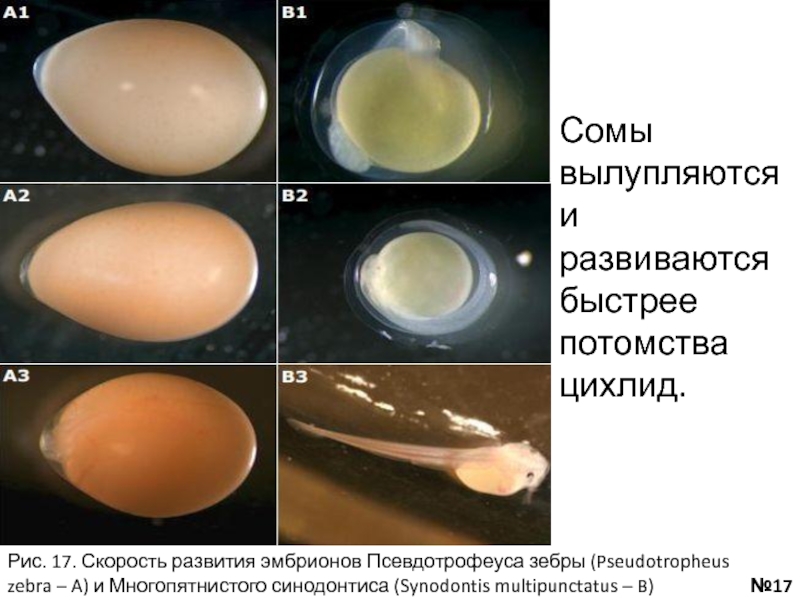 Вылупившийся эмбрион. Как вылупляются сомы. Псевдотрофеусы когда начинают давать потомство.