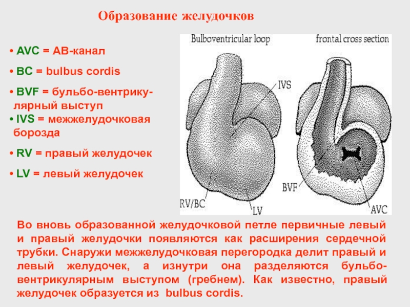 Сердце образовано клетками. Развитие сердца. Первичная сердечная трубка. Стадия сердечной петли. Левый и правый желудочек.