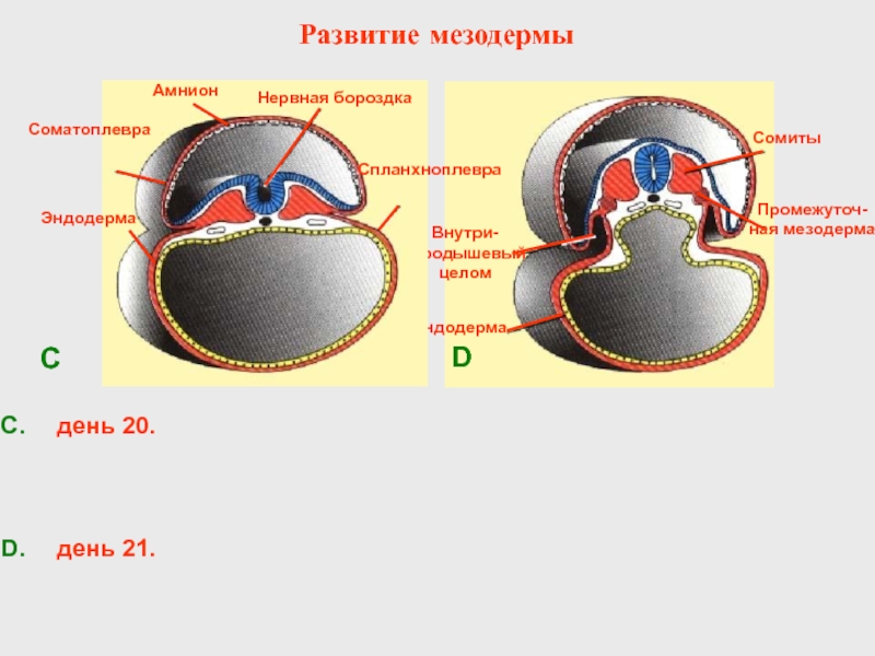 Формирование мезодермы. Типы образования мезодермы. Механизмы формирования мезодермы. Развитие сердце мезодерма.