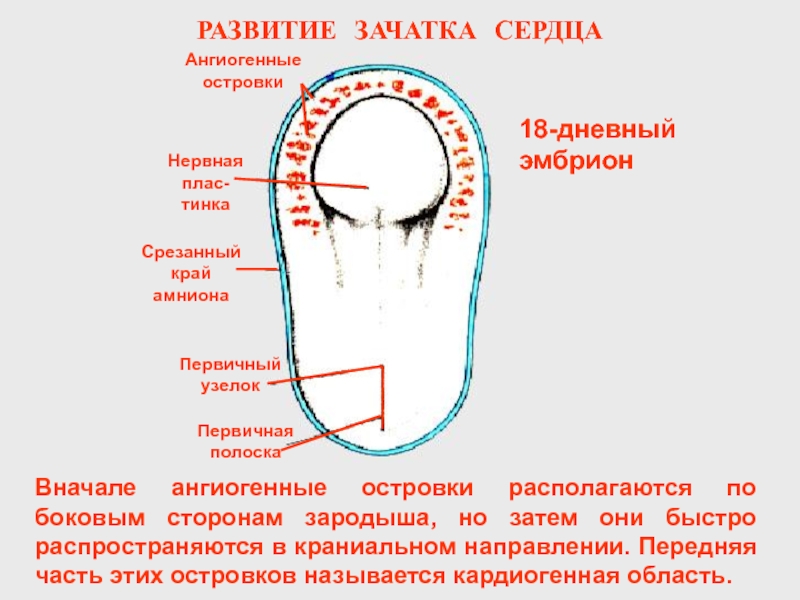 Во сколько начинает биться сердце у плода. Формирование сердца у эмбриона. Развитие зачатка сердца. Зачаток первичного сердца. Внутриутробное развитие сердца.